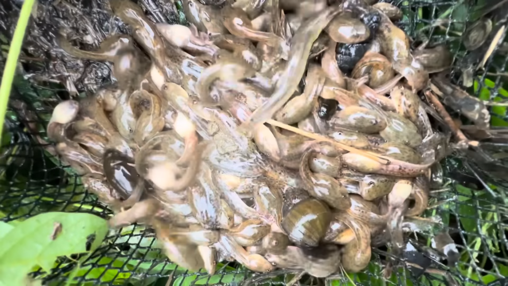 には大量のオタマジャクシが