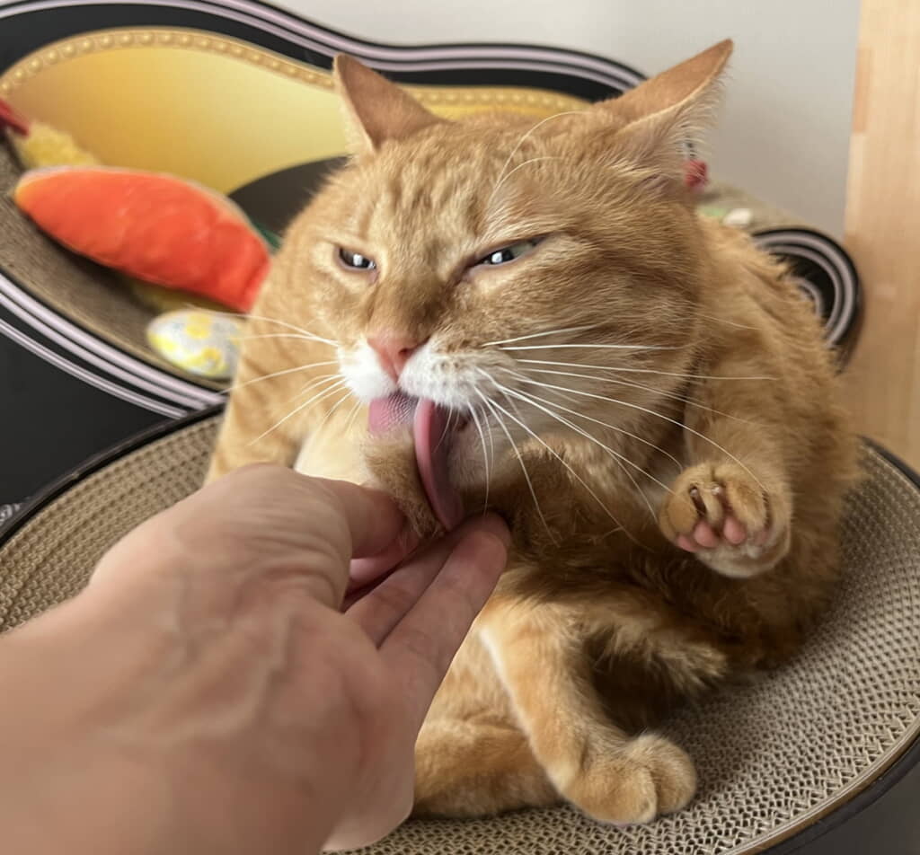 手に持った尻尾をしっかり毛繕い