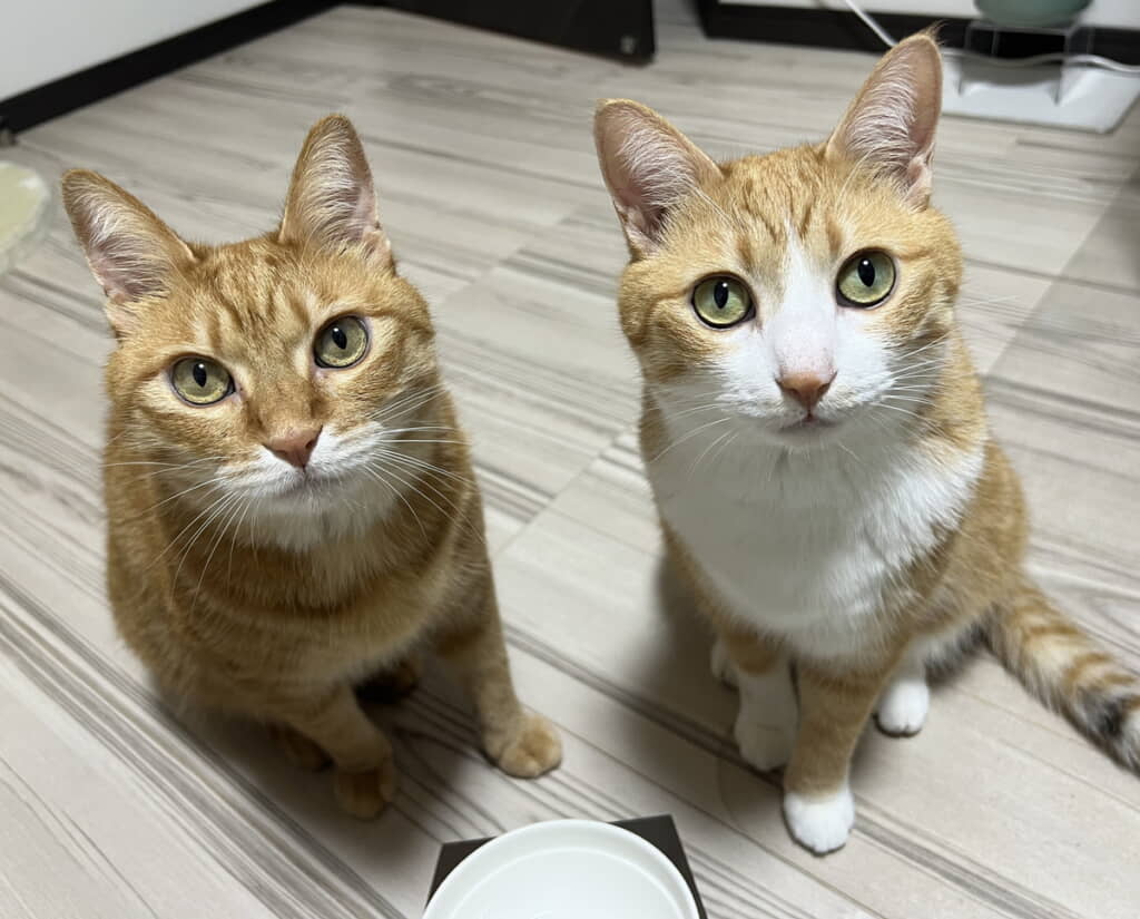 「もっとカリカリを食べたいネコチャンとこれ以上食べさせたくないニンゲンの静かな戦い」
