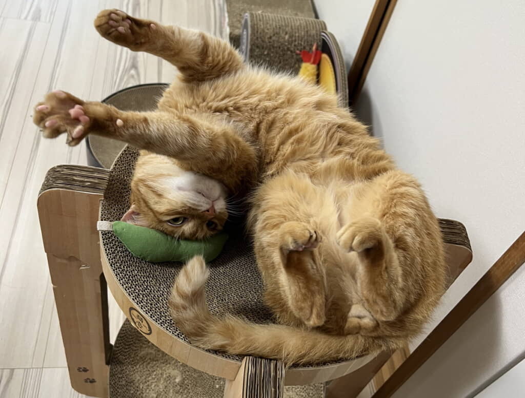 キラキラ金曜日でのびのびカイくん
