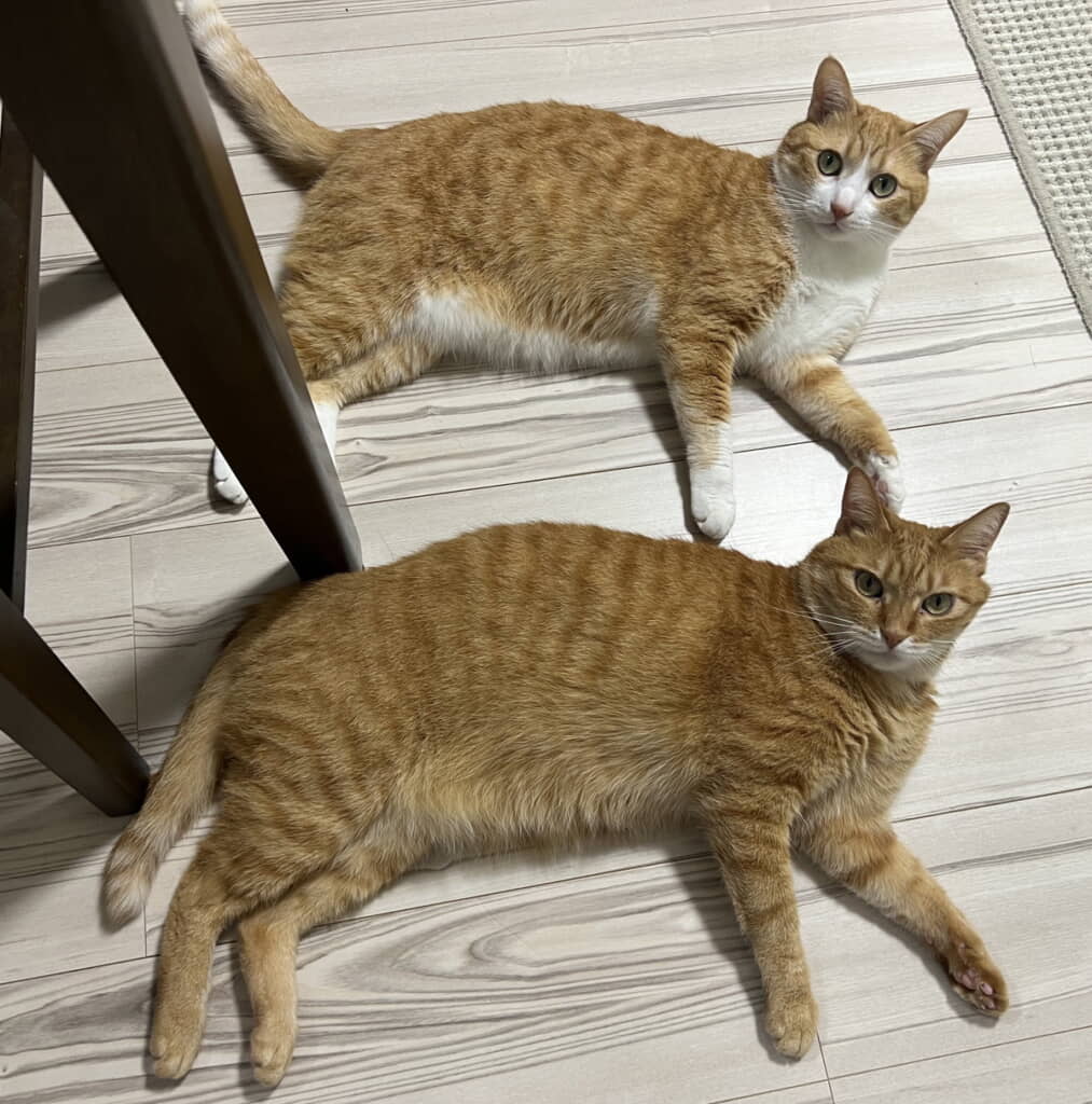 何か言いたげな兄弟
