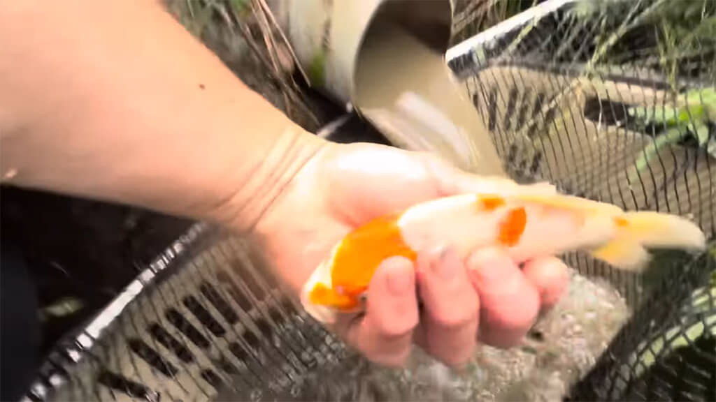 手早くつかみ、キレイな水へと移動させます