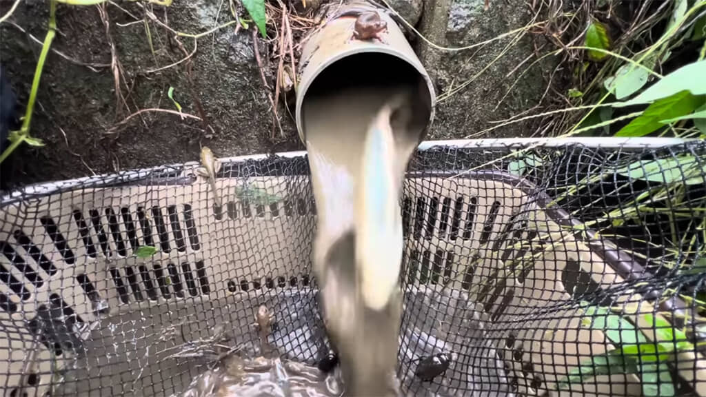 イモリに見守られながら作業を進めます