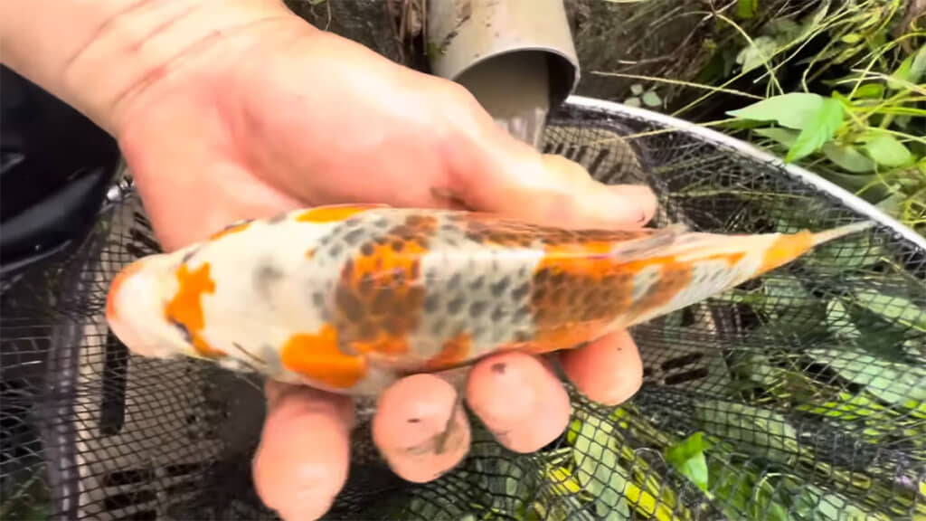 次々と錦鯉が流れてきます