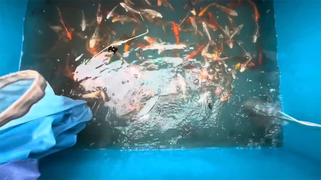 網を引いた後ですが、池にはたくさんの錦鯉が残っていました