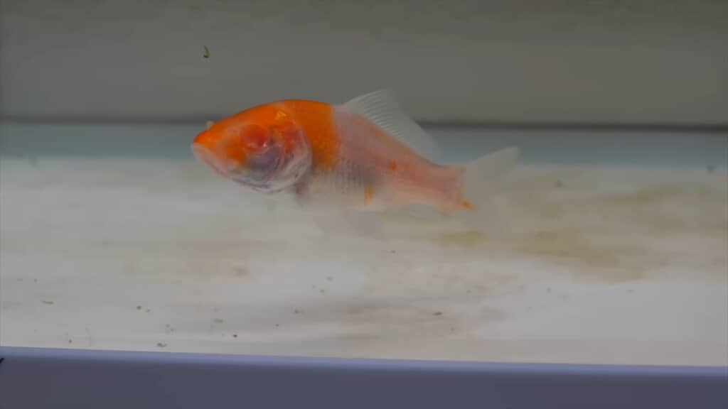 両目を失ったコイの飼育動画