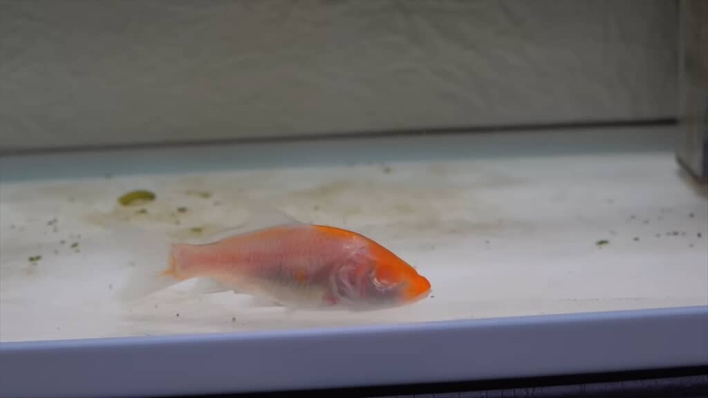 両目を失ったコイの飼育動画