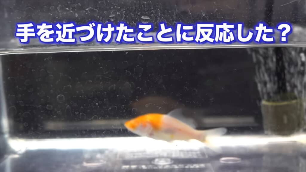 両目を失ったコイの飼育動画