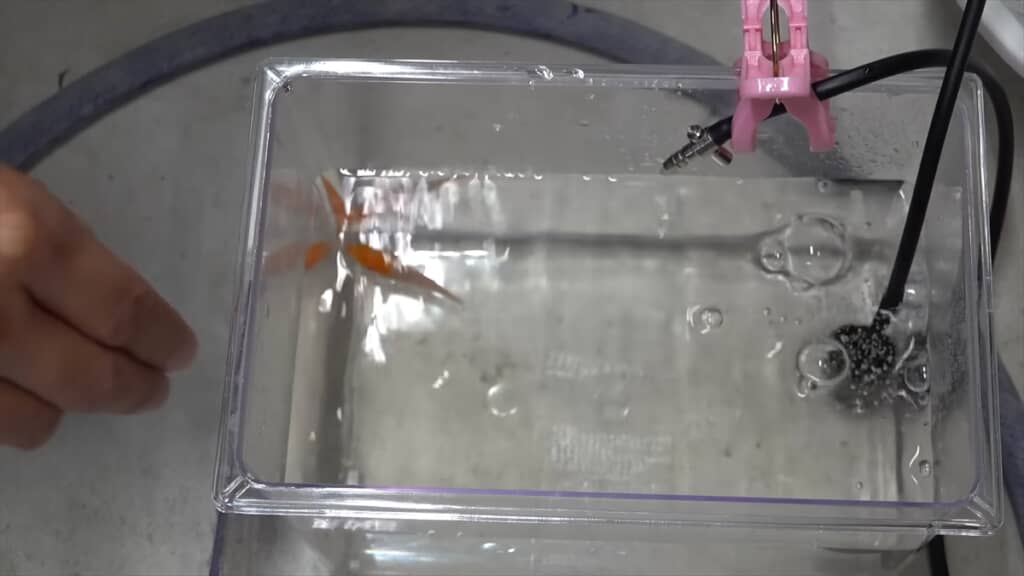 両目を失ったコイの飼育動画