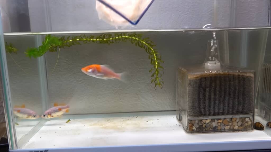 両目を失ったコイの飼育動画