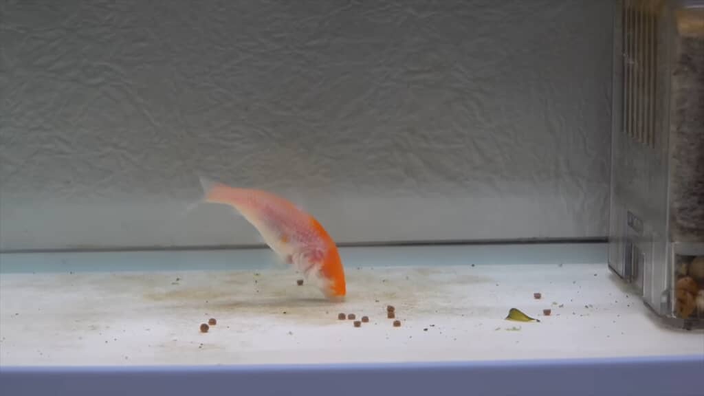 両目を失ったコイの飼育動画