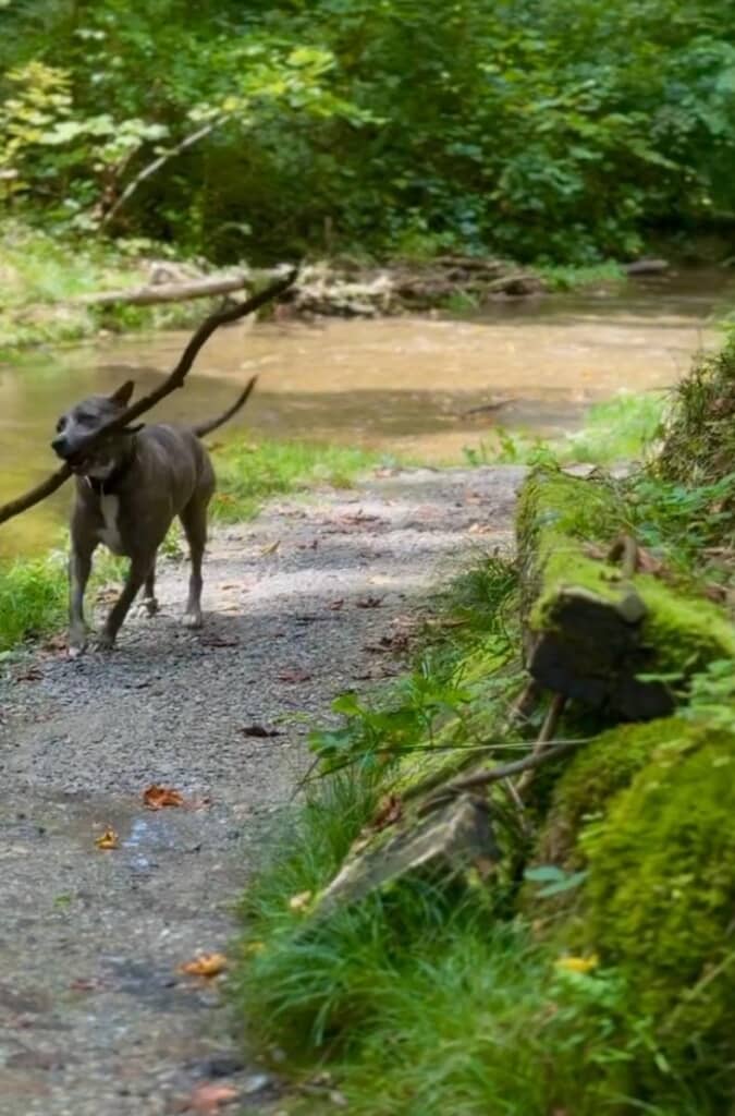 枝（？）を持ってくるエマちゃん