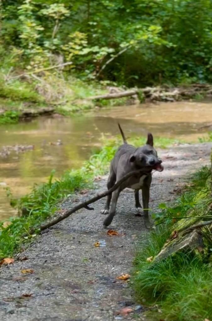 枝が大きすぎて断られてしまいました