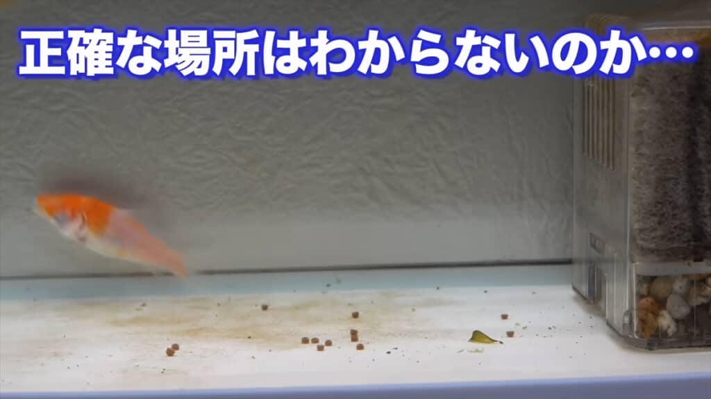 両目を失ったコイの飼育動画
