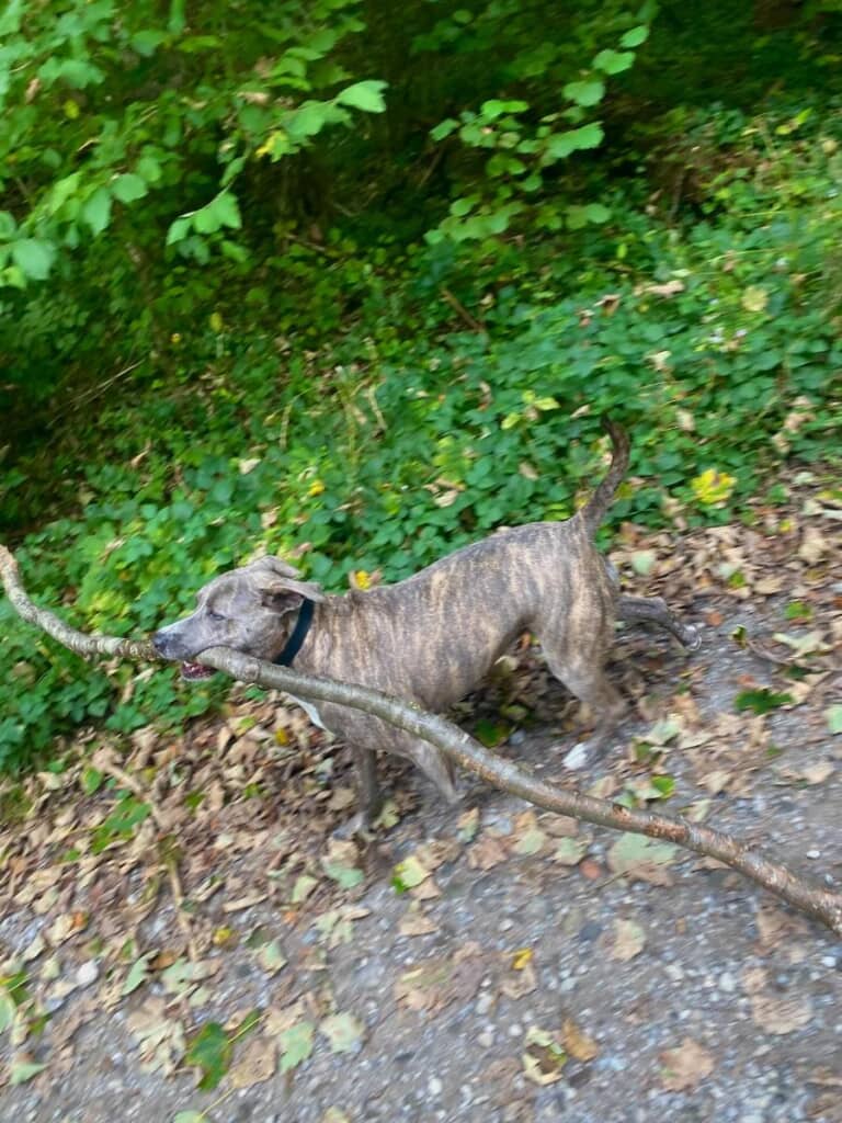 自分より長い枝