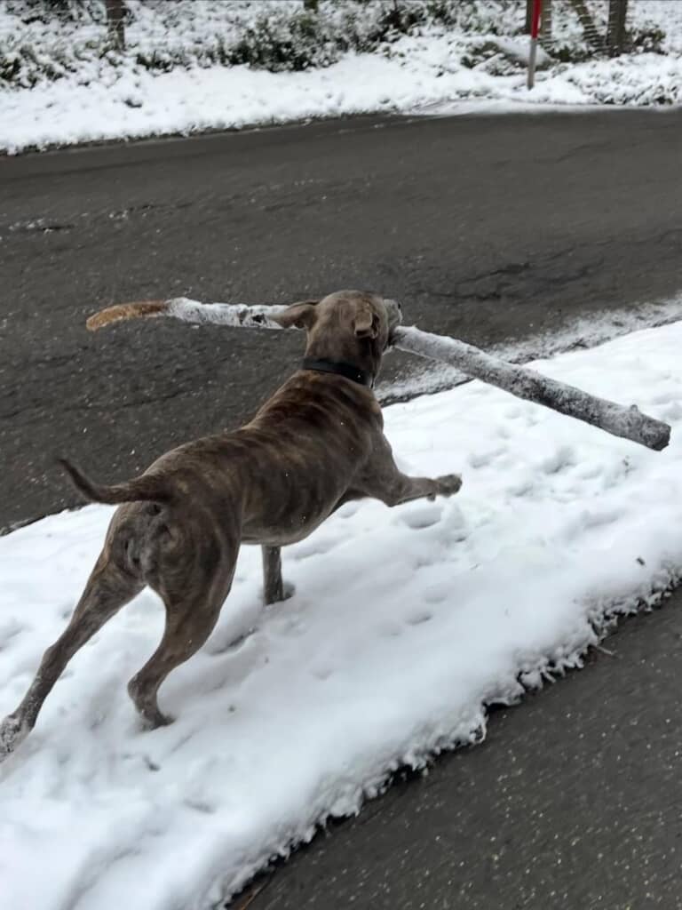 太い枝を見つけてルンルン