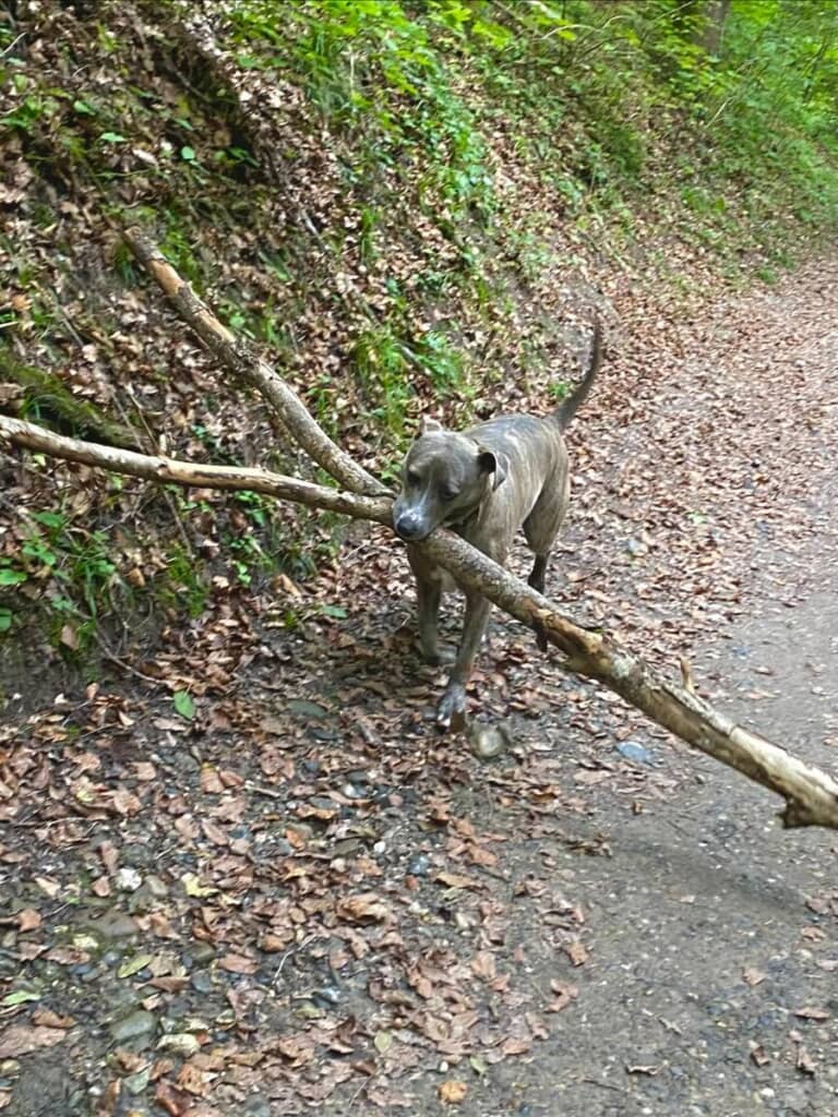 もう、枝のレベル超えてる！