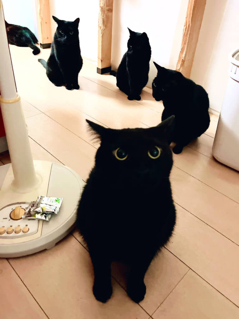 黒猫「バカめ、それは残像ニャ」（？）