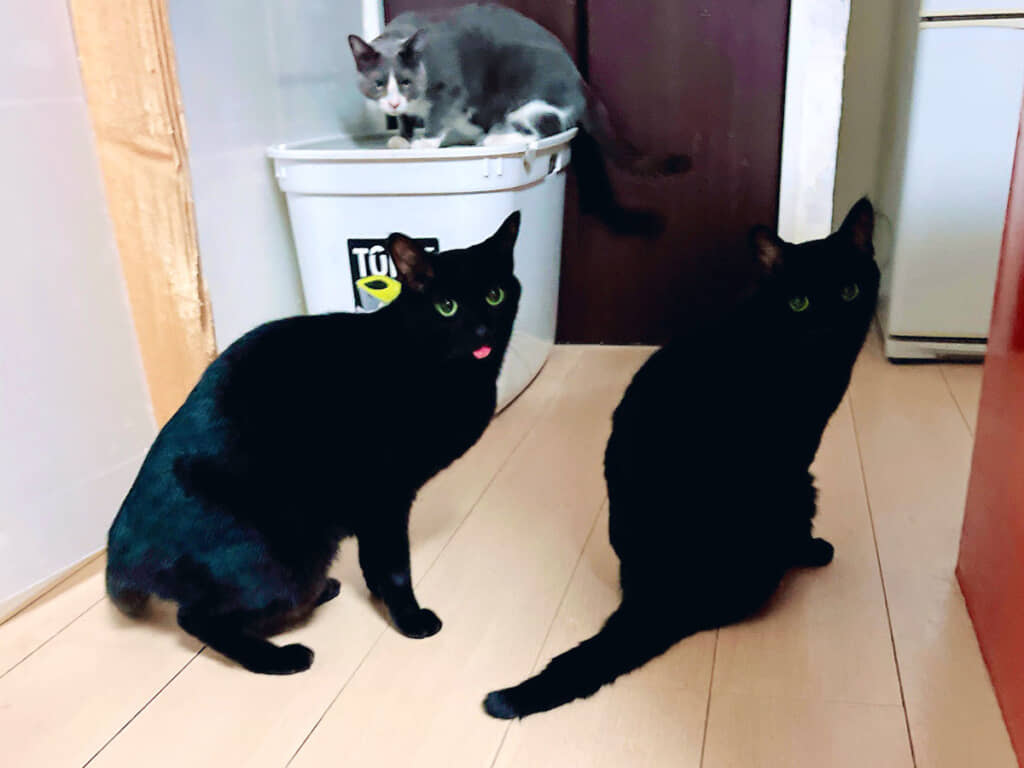 ララさんとおれしっぽさん（手前）。奥にいるのはグレーの雨さん