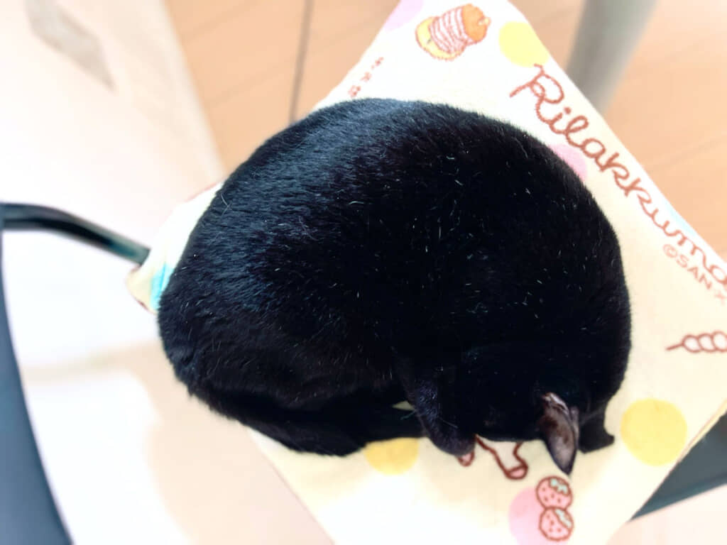 丸くなって“アンモニャイト”でおやすみなさい