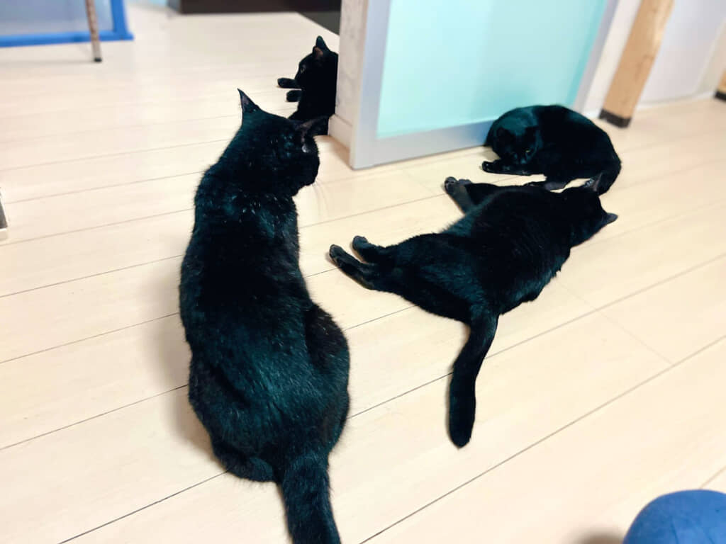 黒猫たちのたまり場。過ごしやすいのかな