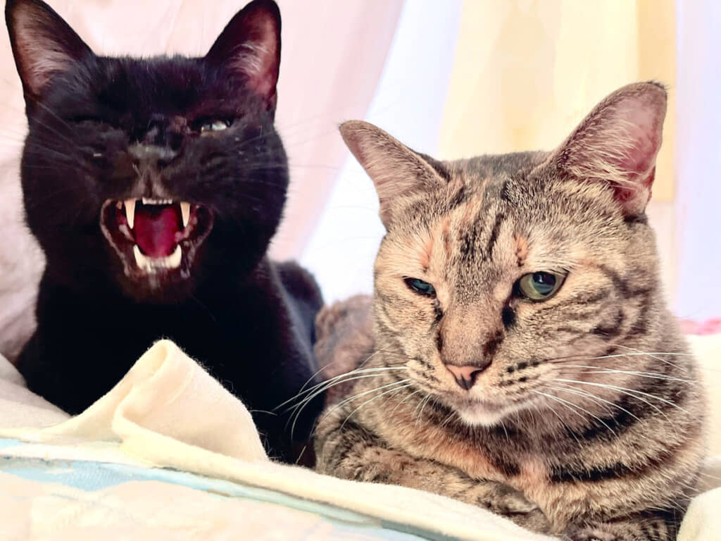 大あくびするぶーきっとさんと、ウインクするエニーさん