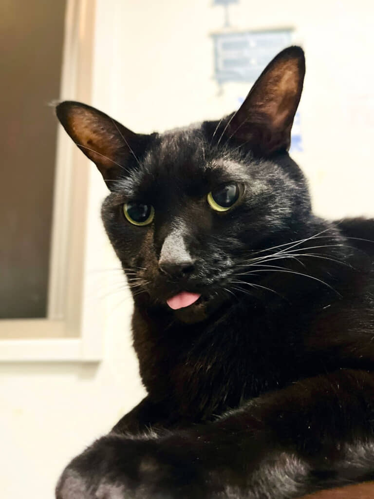 テヘペロ（？）みたいな表情のララさん