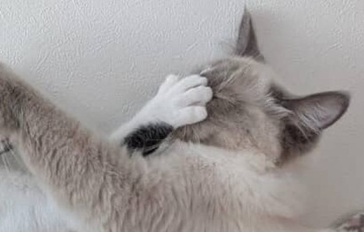 在宅勤務の夫から「昼間の生活ぶり」が届いて……　「旦那さんお仕事出来てます？」「誘惑にも程がある」と心配の声（1/3） | 猫 ねとらぼ