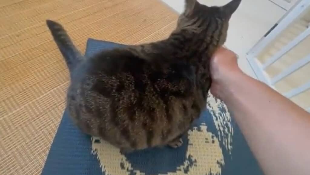 お気に入りの座布団の上でナデナデ