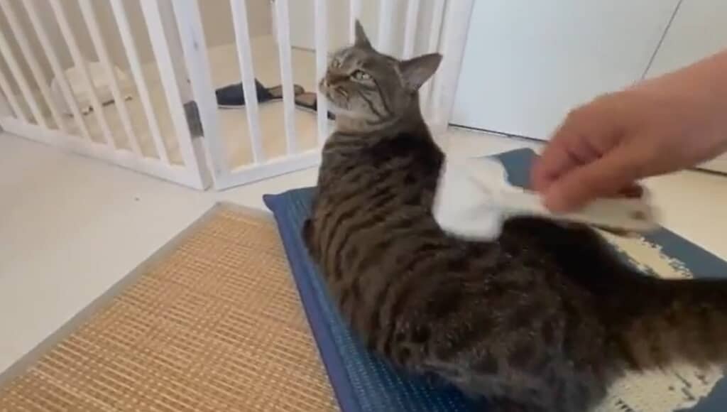 ブラッシングをしてもらいます