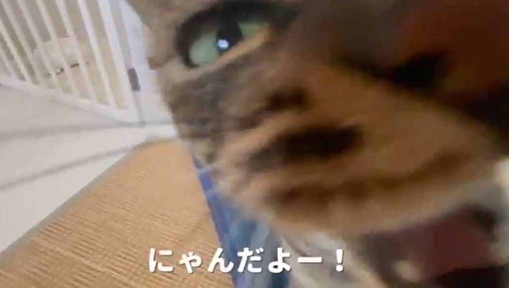 ドアップもかわいい