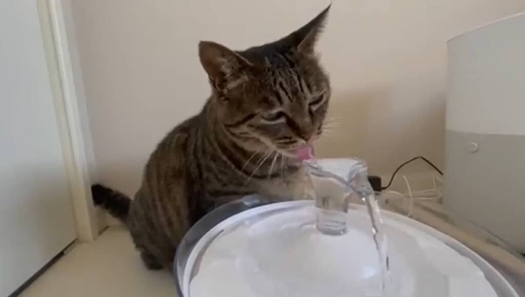 お水をペロペロ