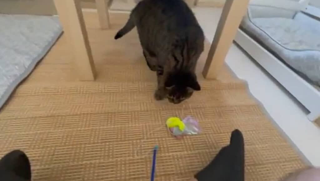 オモチャで遊びます