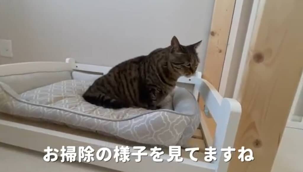 お掃除の様子を見守ります