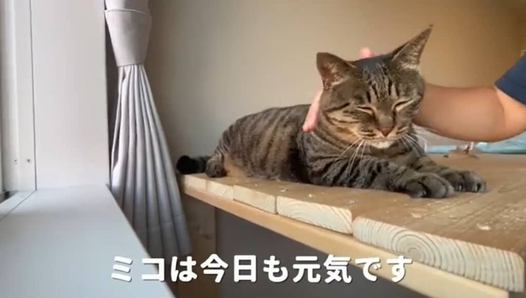 眠そうなミコちゃん
