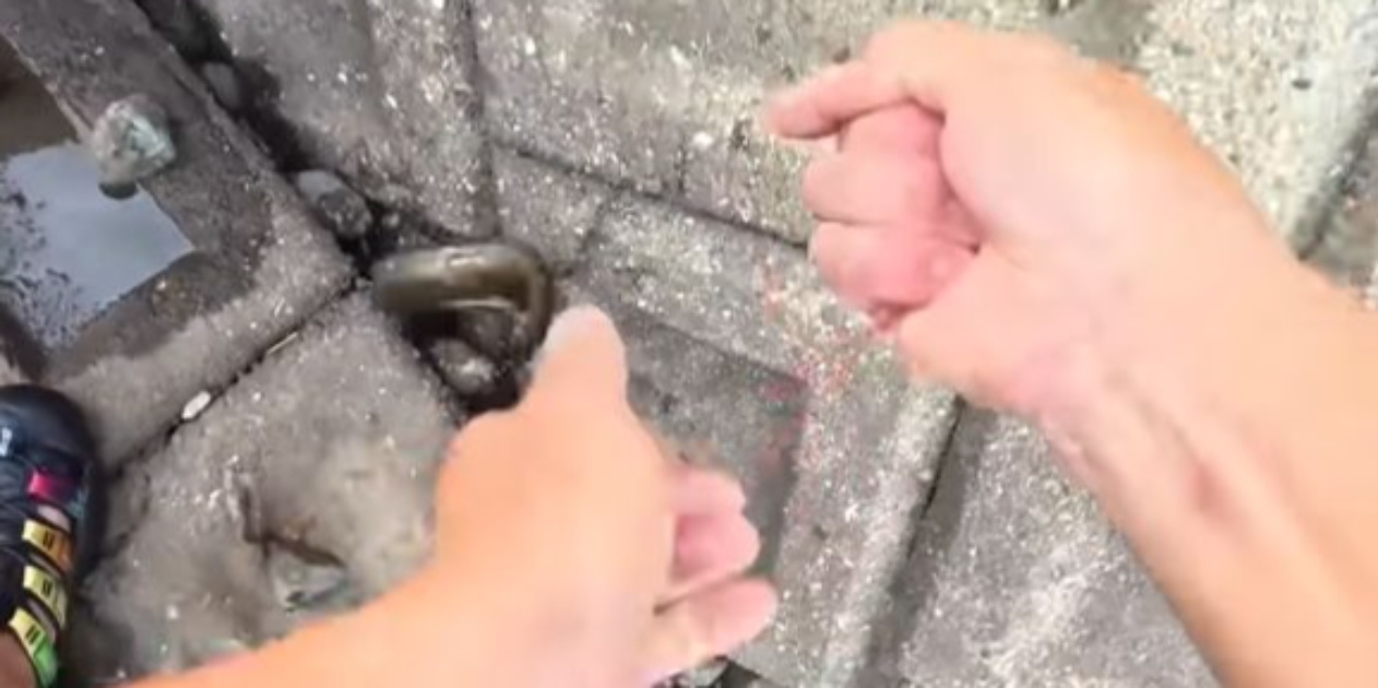 川のわずかな隙間に針をたらしてみると……「でかっ！」　あらわれた巨大すぎる生き物「感動しました」「すっごい楽しそう!!」（1/3） | その他生き物 ねとらぼ