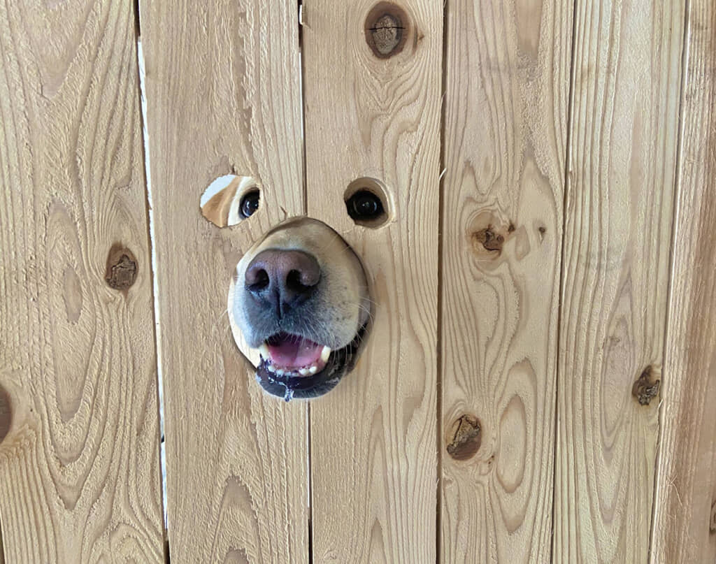 ワンちゃんがきゃわわ