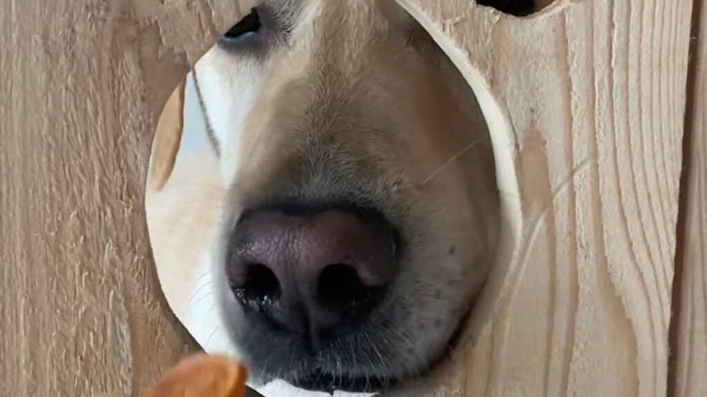 穴の前に餌を出して