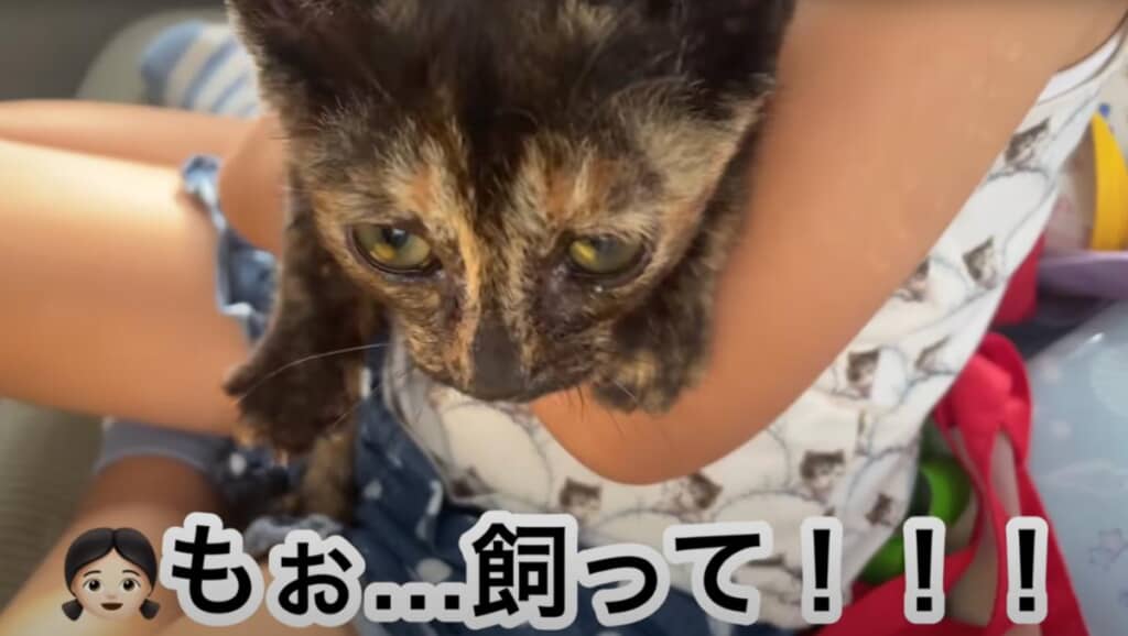 娘ちゃんたちは一緒に暮らしたいようです