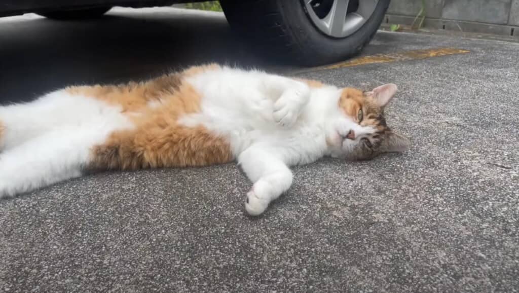 ミケちゃんに報告