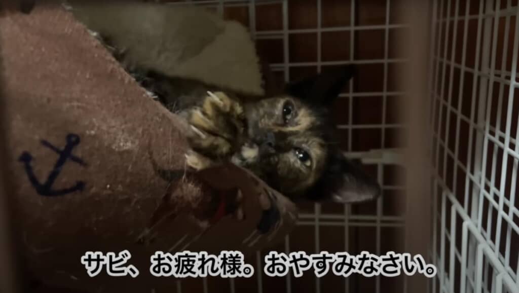 サビちゃん、今日1日お疲れ様！