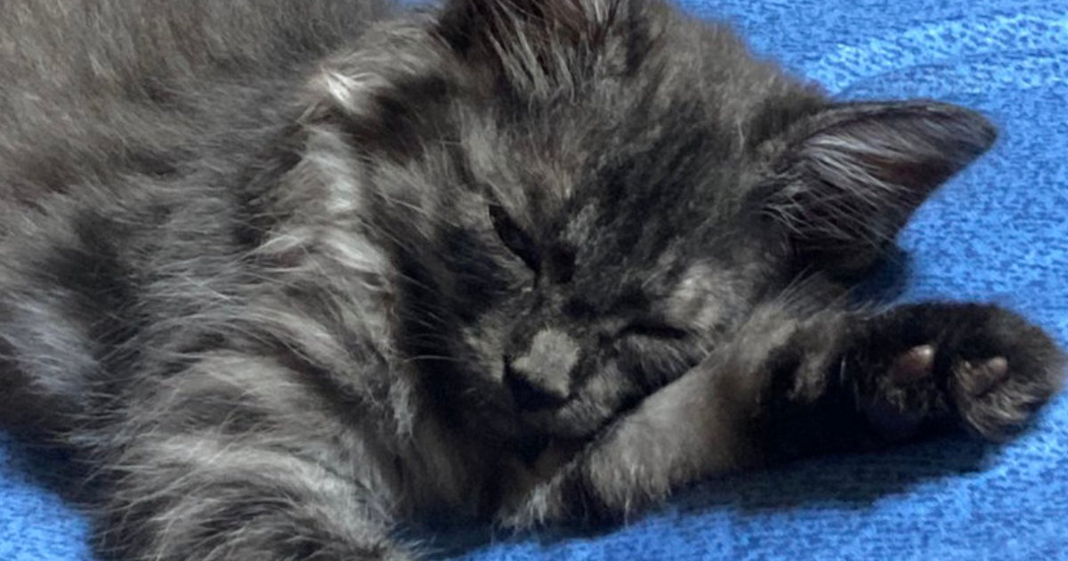 グレーの子猫を保護して1年半後→獣医師「そんなに変わるとは」　仰天のビフォーアフターが話題　さらに3年後の現在を聞いた（1/3） | 猫 ねとらぼ