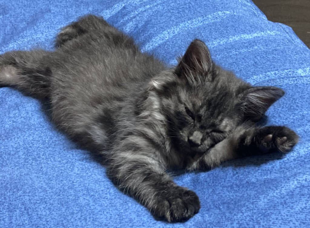 当時は白い毛並みがうっすらと混ざっている程度でしたが……