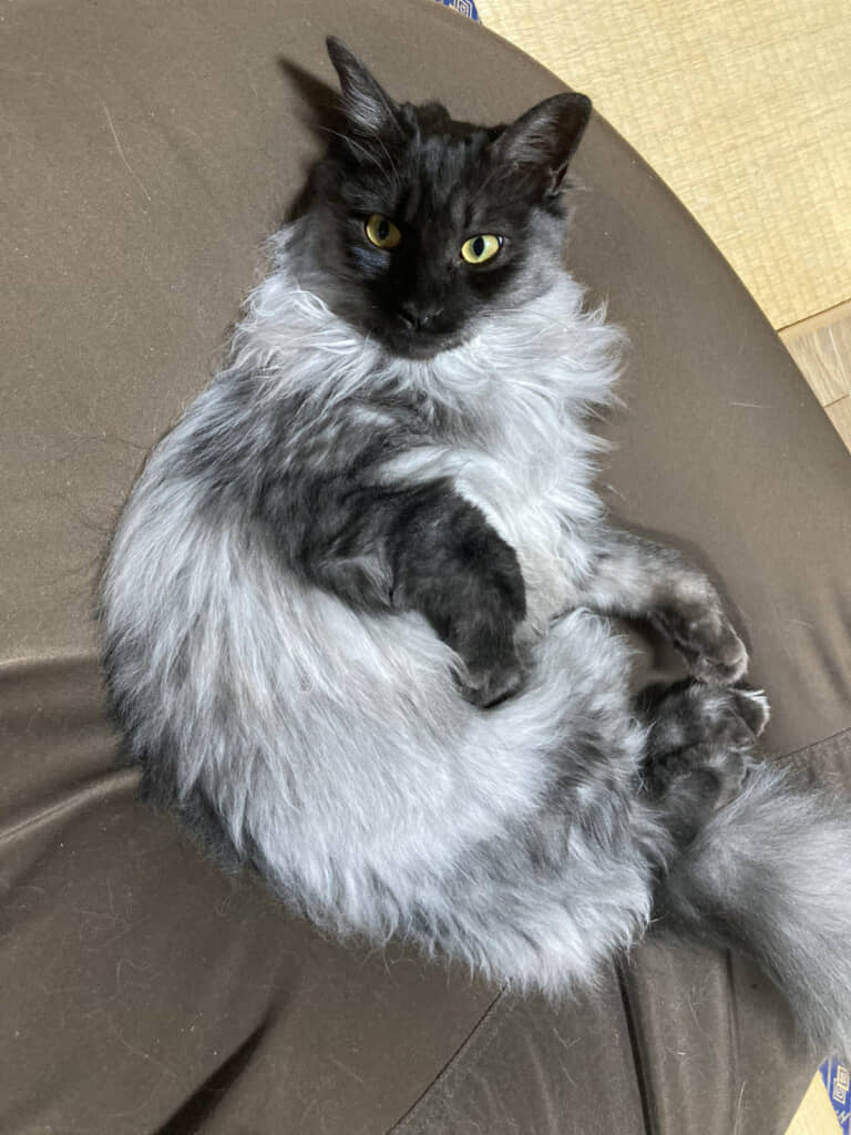 成猫になったうかちゃん。まさかこんなに変わるとは……！