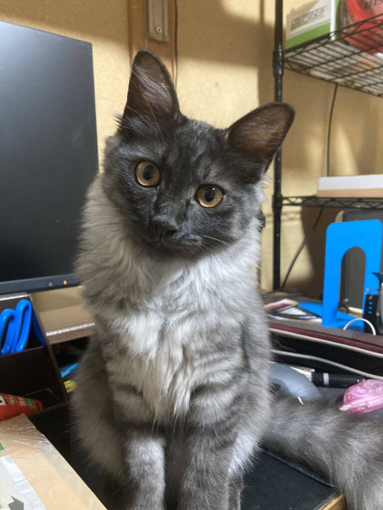 上品な雰囲気の美猫さんに成長