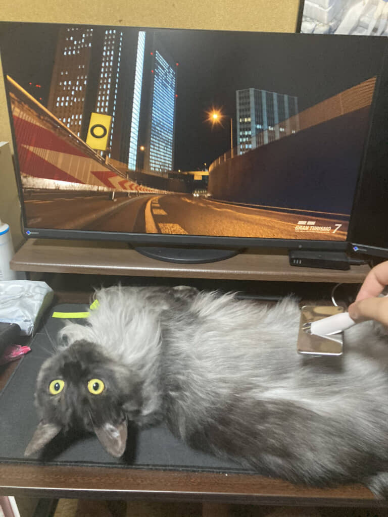 「しっかりブラッシングしてにゃ」