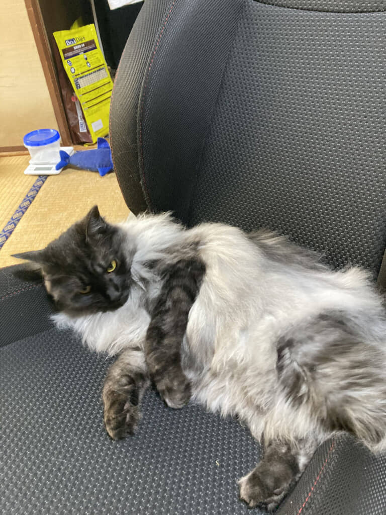 お気に入りの椅子です