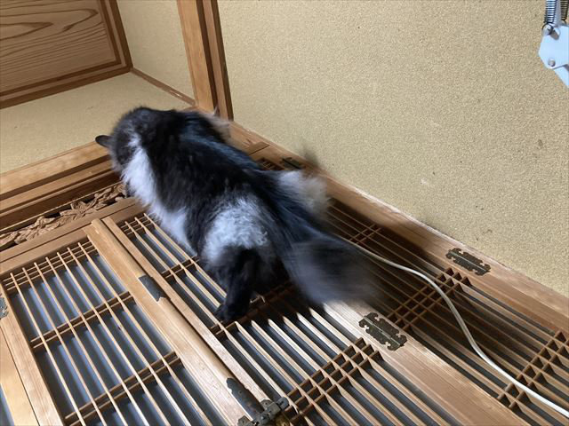 恐るべし身体能力（投稿主さん提供画像）