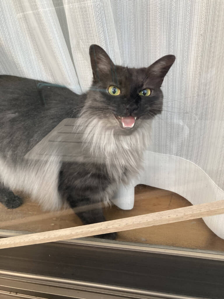 ニャルソックにいそしむうかちゃん