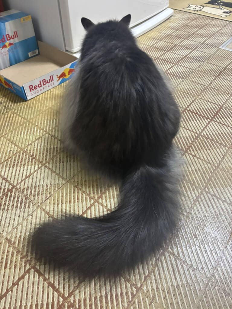 尻尾ももっふもふ！（投稿主さん提供画像）